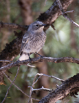 Yellow rumped Warbler 2180